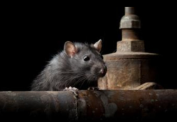 Pest Killers Uk Pest Control Services